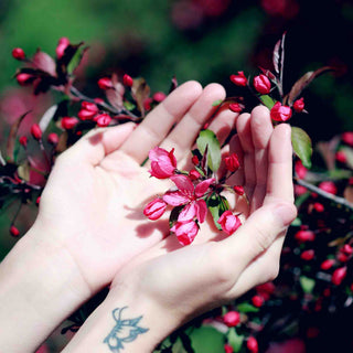 Hände halten zarte rote Blüten, Tattoo auf dem Handgelenk sichtbar